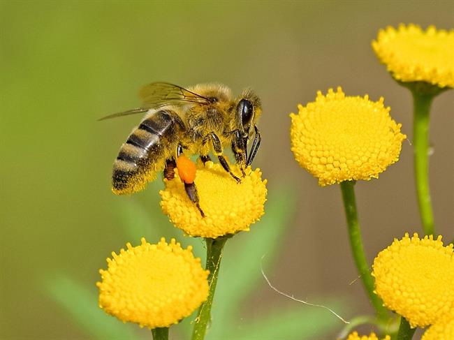 Pik čebele je lahko zelo boleč. (foto: pexels.com)
