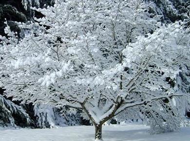 Vremenska napoved za 19. januar