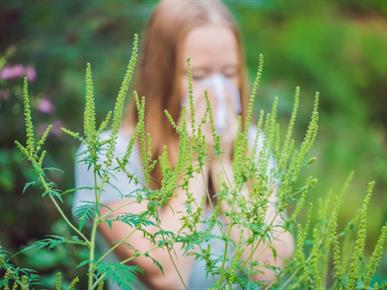 Ambrozija: Kako se alergije lotiti na naraven način?