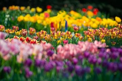 Spomladanska razstava cvetja in tulipanov