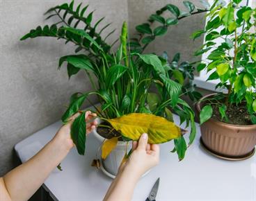 6 razlogov, zakaj vašim čudovitim sobnim rastlinam rumenijo listi