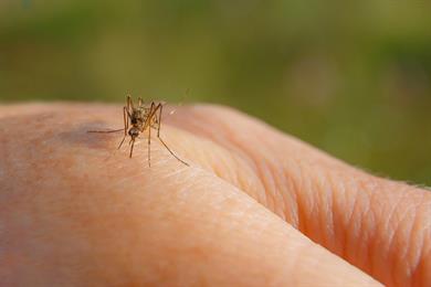 Trik, ki takoj prežene vse pajke, komarje in druge insekte!