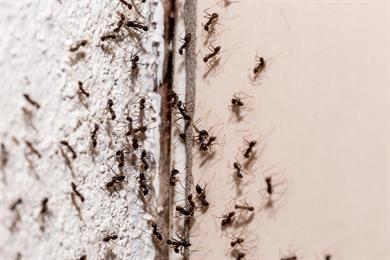 Odpravite mravlje na učinkovit in naraven način