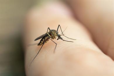 Ali veste, kaj je razlog, da nekatere komarji ne pikajo?