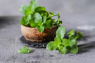 Zdravilni učinki mete in melise