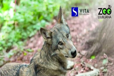Kam z vnuki ta vikend? V živalski vrt - ZOO Ljubljana praznuje 75 let!