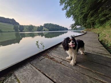 Popolne počitnice za vas in vašega psa: Premium glamping ob jezeru Blaguš