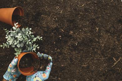 Kako pripraviti vrtno zemljo po zimi (brez dragih gnojil)
