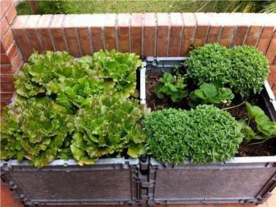 Visoka greda na vrtu ali terasi