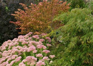 Ideje za najlepše jesenske zasaditve na vrtovih in v parkih