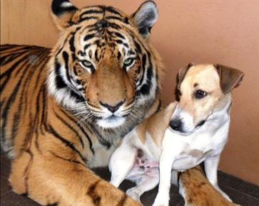Tiger in pes sta najboljša prijatelja!