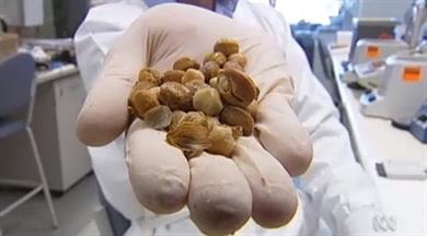 Neverjetno odkritje: Semena, ki ubijejo raka v nekaj minutah!