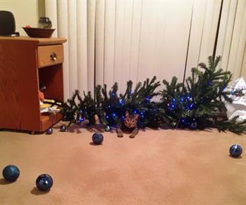 Ko mačke napadajo božično drevo ...