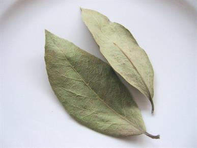 Neverjetno: To se zgodi, če zažgete lovorov list ...