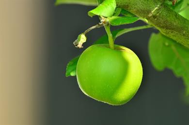 5 zdravih prigrizkov iz jabolk