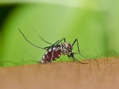 Uporabni nasveti, ki vas bodo ščitili pred komarji