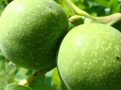 Iz Jožičine kuhinje: Domač orehov liker