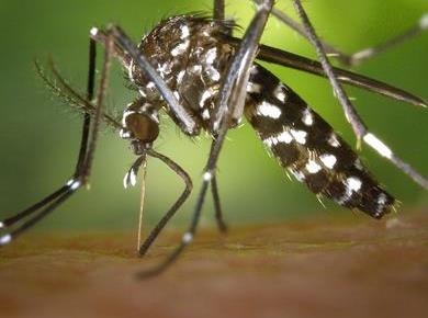 Izdelki za zaščito pred komarji: Delujejo ali ne?