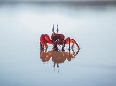 Morske živali naj ne bodo igrača