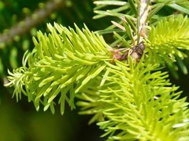 Sirup iz smrekovih vršičkov zdravi dihala