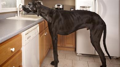 Največji pes na svetu