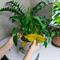 6 razlogov, zakaj vašim čudovitim sobnim rastlinam rumenijo listi