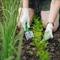 Triki za čudovit vrt: Uporabite sodo bikarbono