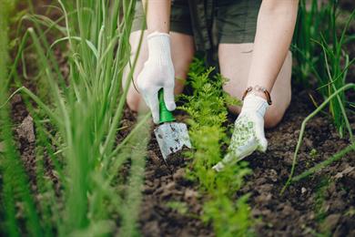 Triki za čudovit vrt: Uporabite sodo bikarbono