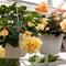 Nasvet za bujne in cvetoče cvetlice: zalivanje rož s kvasom (trik ambasadorke Jožice)